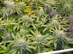 Jack Herer, 12/12 +54
