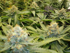 Jack Herer, 12/12 +54