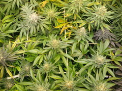 Jack Herer, 12/12 +54