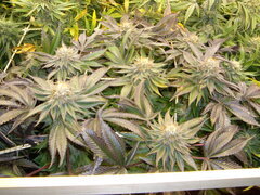 Kush T, 12/12 +54