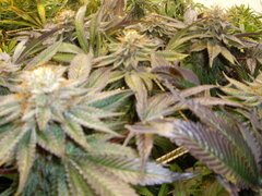 Kush T, 12/12 +54