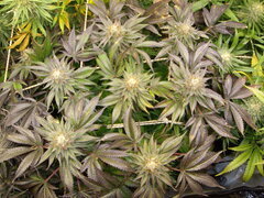 Kush T, 12/12 +54
