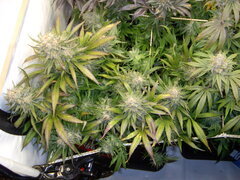 Sensi Purple Kush 12/12 +58
