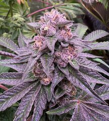 Rainbow Zoap X trop Cookie