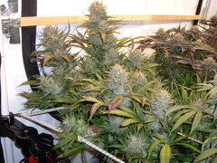Sensi Purple Kush 12/12 +58