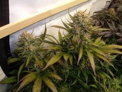 Sensi Purple Kush 12/12 +58