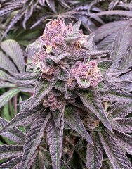 Rainbow Zoap X Trop Cookie