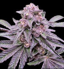 Rainbow Zoap X Trop Cookie