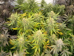 Panama 12/12 +58