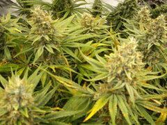 Panama 12/12 +58