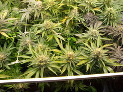 Jack Herer 12/12 +58