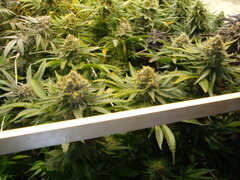 Jack Herer 12/12 +58