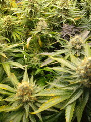 Jack Herer 12/12 +58