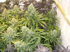 Malawi 12/12 +58