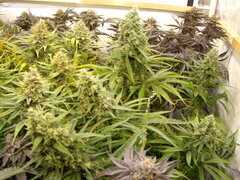 Malawi 12/12 +58