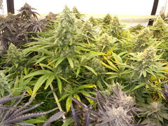 Malawi 12/12 +58