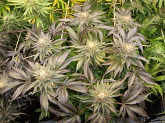 Kush T 12/12 +58