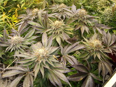 Kush T 12/12 +58