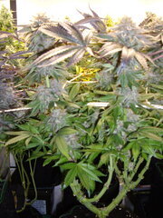 Kush T 12/12 +58