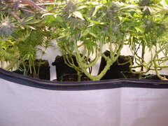 Washing Machine, Kush T, Sensi Purple Kush 12/12 +58