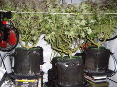 Sous les jupes 12/12 +66