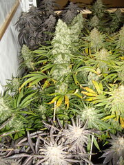 Malawi 12/12 +66