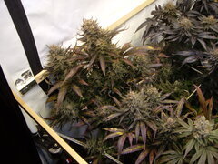Sensi Purple Kush 12/12 +66