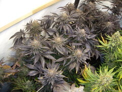 Kush T 12/12 +66