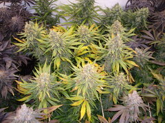 Panama 12/12 +66