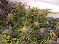 Jack Herer 12/12 +66
