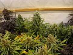 Malawi 12/12 +66