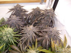 Gorgeous Braelin 12/12 +66