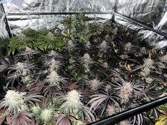 IMG_2003.jpeg