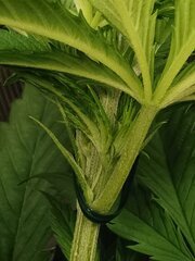 Apparitions des premiers pistils
