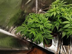 Ça continue de se développer et on voit les premiers pistils ici