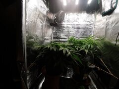 J'ai hâte de voir les buds se former !