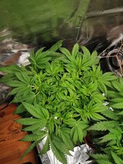 🌿