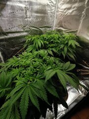 🌿🚁