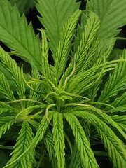 Les premiers pistils sont sorti et commence à blanchir !