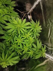 On va avoir une belle floraison je pense !