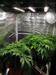 Mais elles sont bien là