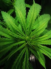 🌿