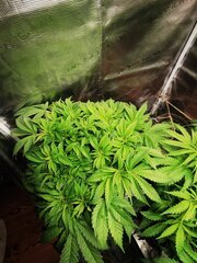 🌱RAS