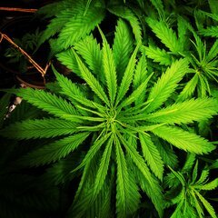 Verdure /weed très doux et je suis vraiment très sensible aux odeurs...
