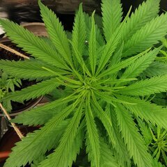 🌿