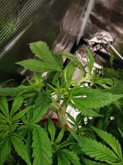 Supercropping involontaire sur cet apex il à l'air d'être ok