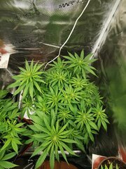 Ça va mieux, j'ai trop hâte de voir les bud là c'est fin de stretch flo +