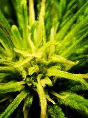 Macro