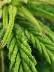 Apparitions des premiers tricomes aussi !