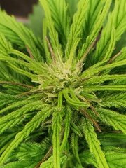🌿